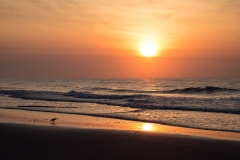 Sunrise and Bird