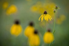 Cone flowers, southwestern Minnesota.