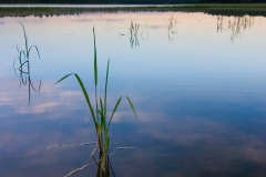 Cattails on Itasca