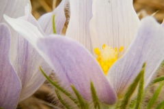 Pasque Flowers