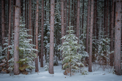 Fresh Snow, Pine Forest