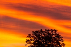 Silhouette of oak tree against stunning display of colored clouds in the morning.