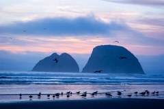 Birds and Three Arch Rocks