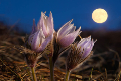Pasque Moonrise