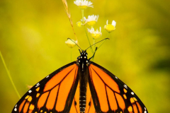 Monarch in Shenandoah