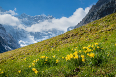 Swiss Alps Daffodils