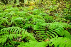 Leaf & Fern