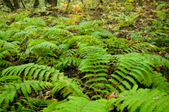 Autumn Ferns and Sunrise