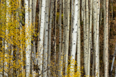Aspen trunks abstract