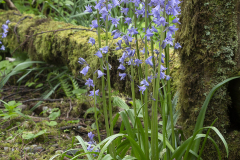 Penstemon, Small-floweredPenstemon procerus var. tolmiei