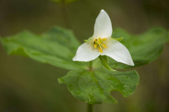 Trillium Close Up