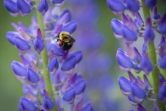 Backyard lupine