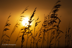Prairie Grasses at Sunset