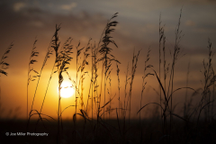 Prairie Grasses at Sunset 3