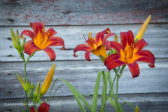 Daylilies on the Farm 4