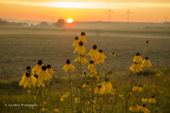 Cone flowers and windmills at sunrise