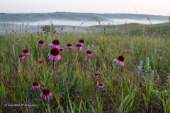MG_0735