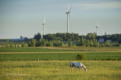 Horse Grazing in Rural Minnesota