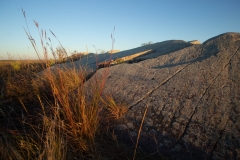 Prairie Grass