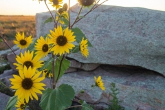 Wild Sunflowers
