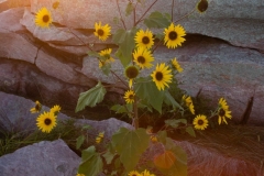 Wild Sunflowers