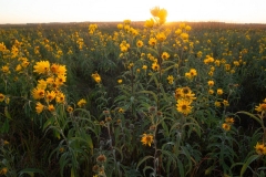 Wild Sunflowers