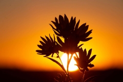 Silhouette Touch the Sky Prairie