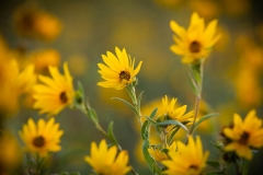 Wild Sunflowers
