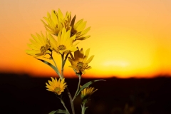 Sunset and Wild Sunflowers