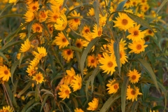 Wild Sunflowers