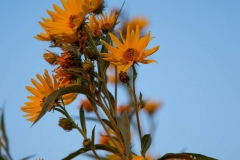 Wild Sunflowers and Moon