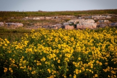 Wild Sunflowers and Quartzite