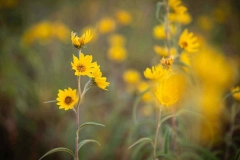 Wild Sunflowers Touch the Sky Prairie