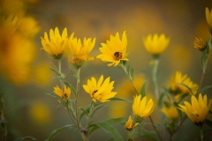 Wild Sunflowers Touch the Sky Prairie
