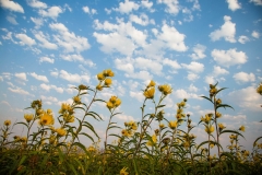 Sunflowers Touch the Sky Prairie