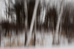 Abstract Birches