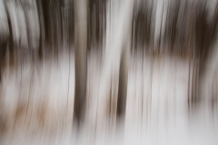 Strokes of trees