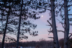 Moon and Pines vertical