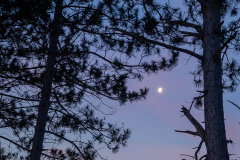 Moon and Pines closeup