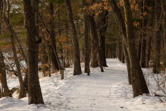 Winter Trail through the Woods
